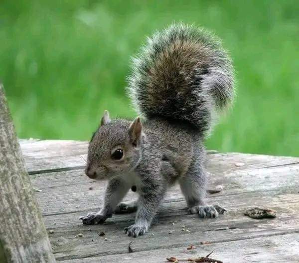 Squirrel Lover World tweet media