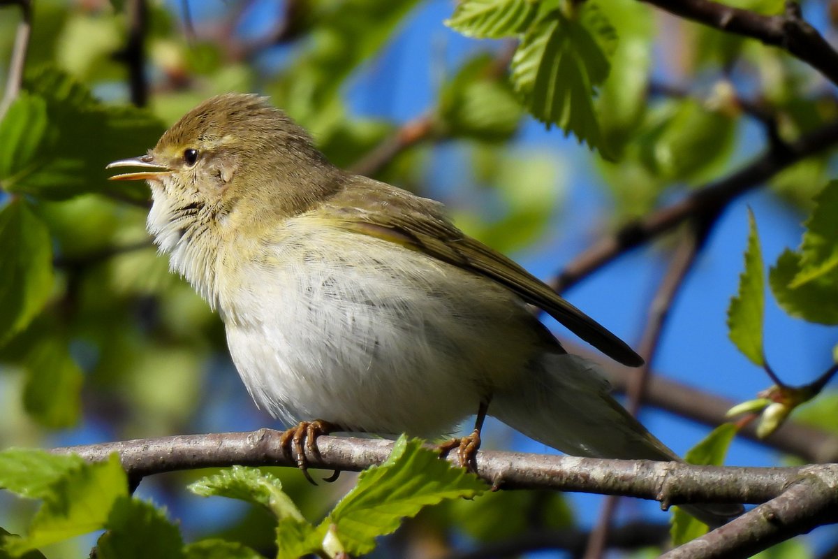 Willow Warbler. At Aberavon docklands. S Wales.