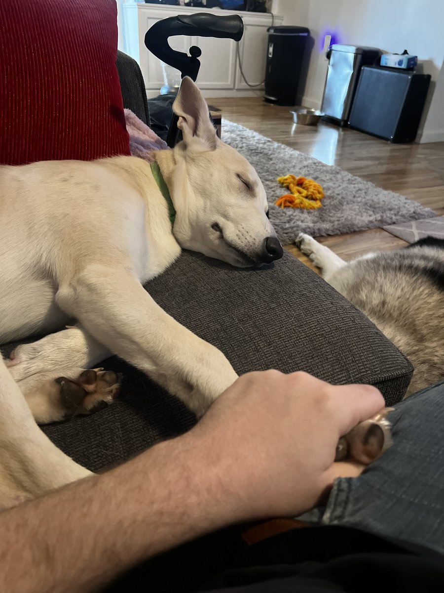 ThatBishHoly's tweet photo. @YeZaph It’s our new baby puppy Ami!!! https://t.co/6GQINVFfuG