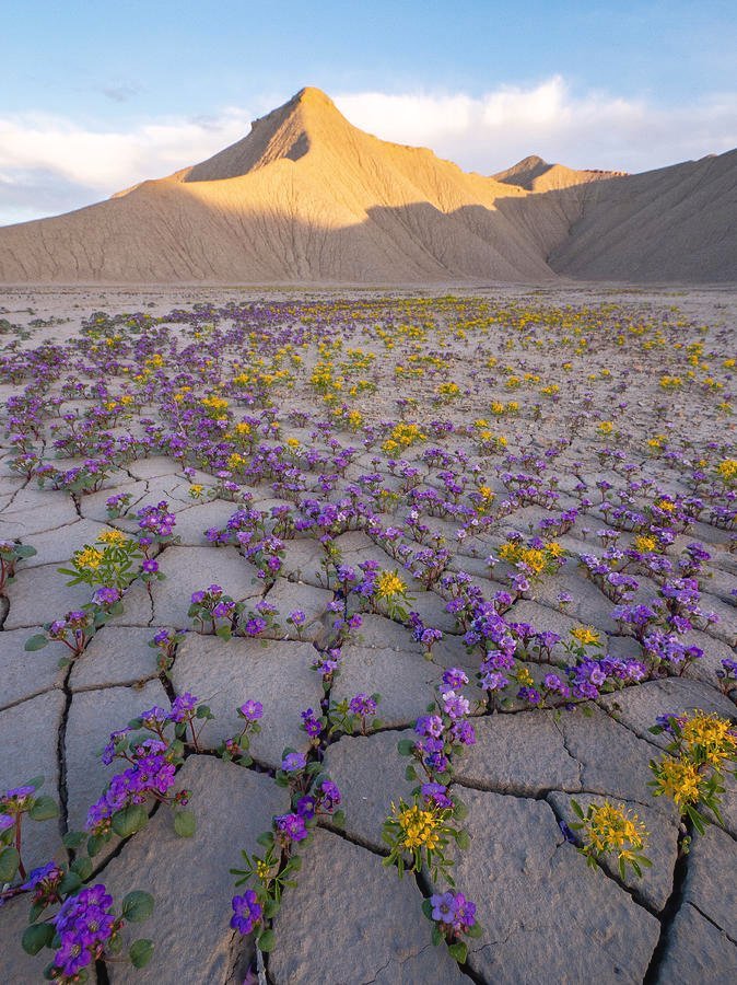 La vida abriéndose paso. Las lluvias hacen florecer cada año el desierto de Atacama.