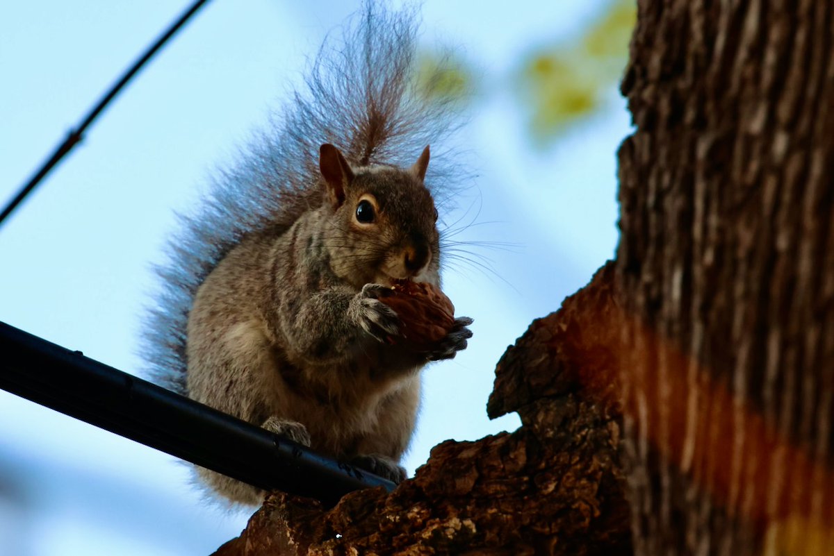 Nap time is followed by nut time.

Happy #Sciuridae!

#fightlikeasquirrel #SquirrelStrong 🐿️💪#SaveGreySquirrelUK #SquirrelScrolling #squirrel #Eichhörnchen