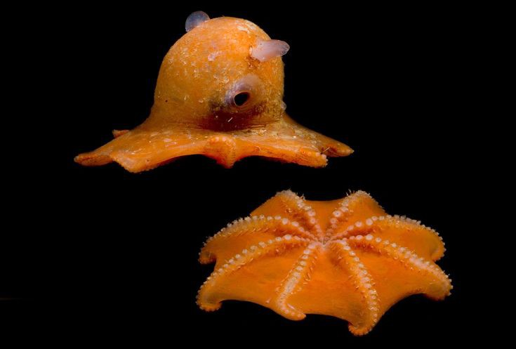 My ROTTMNT oc!!! Pollit Mils, or Polly or Poll 🐙
Yokai, Octopus Dumbo. Him is poisonous, glows in the dark, and loves to eat shellfish). Him is also deadly poisonous and toxic :3 
-
-
-
-
#rottmntfanart #rottmnt #rottmntOC #tmnt #octopus #RiseoftheTeenageMutantNinjaTurtles