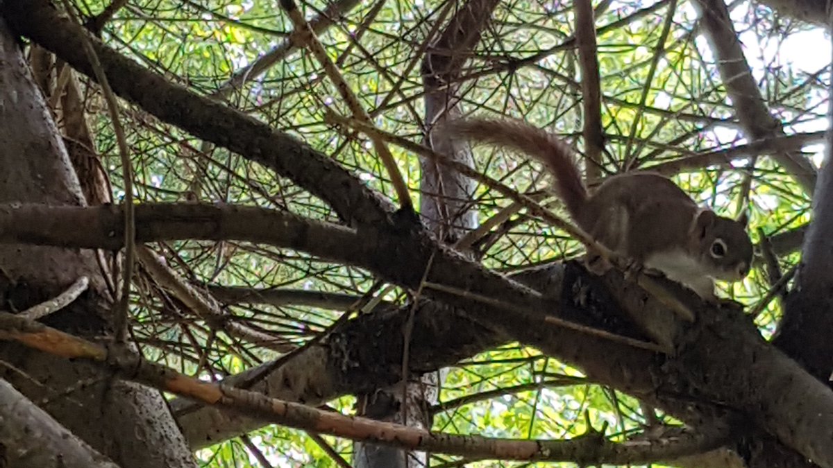 The Synth Squirrels come to greet me through the treetops with happy faces ^_^