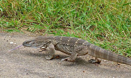 Concern Alert Residents of Lassowharf in Banjul worries about Monitor Lizards, known locally as 'Barrr,' infiltrating their homes. These reptiles are emerging from nearby swampy areas, which remain untended and overgrown with grasses. They're worried and scared.