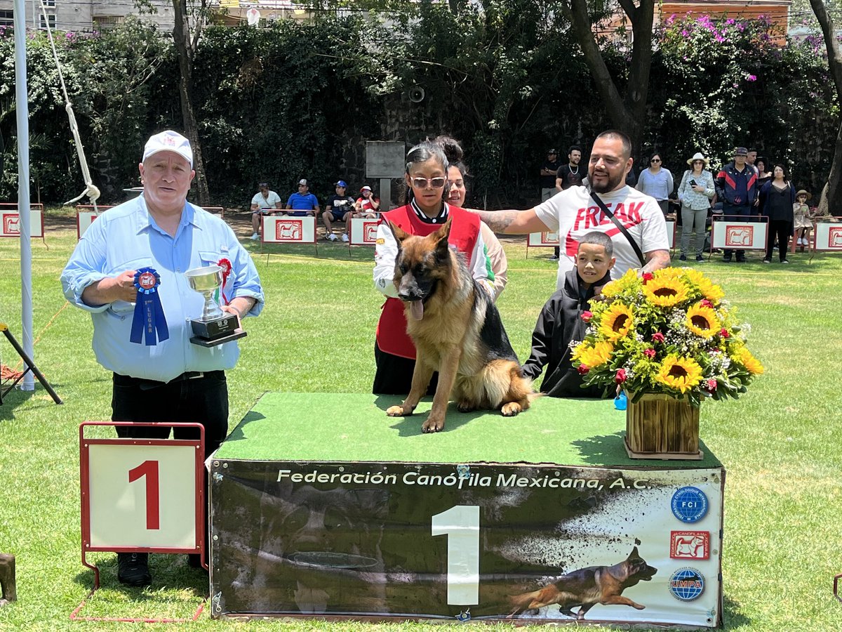 fcm_epam's tweet photo. Ejemplares ganadores de la categoría de 9 a 12 meses machos selección del Sr Juez Juan Carlos Ruales de Ecuador https://t.co/x2cmqq9B98