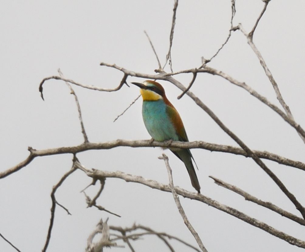 Oh and I forgot to mention there were also #BeeEaters in that magical place which I really hadn't expected to see in the #Pyrenees, not in the same numbers as we saw on the Camargue but more proof this little haven is full of biodiversity