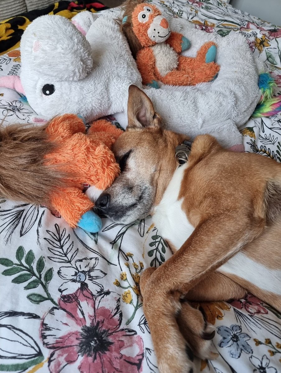 Flynn Bear and Mums tweet media