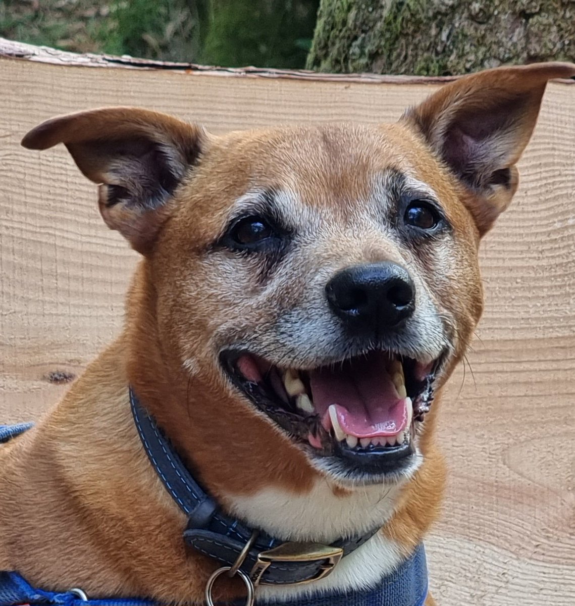 Hi everyone, Mum C here. Yesterday was the first anniversary of losing our beautiful bestest boy, Flynn Bear. Our hearts are forever broken, our love for him stronger than ever. Twitter is still too painful but this perfect face needs to be seen. Love to you all 🌈💙