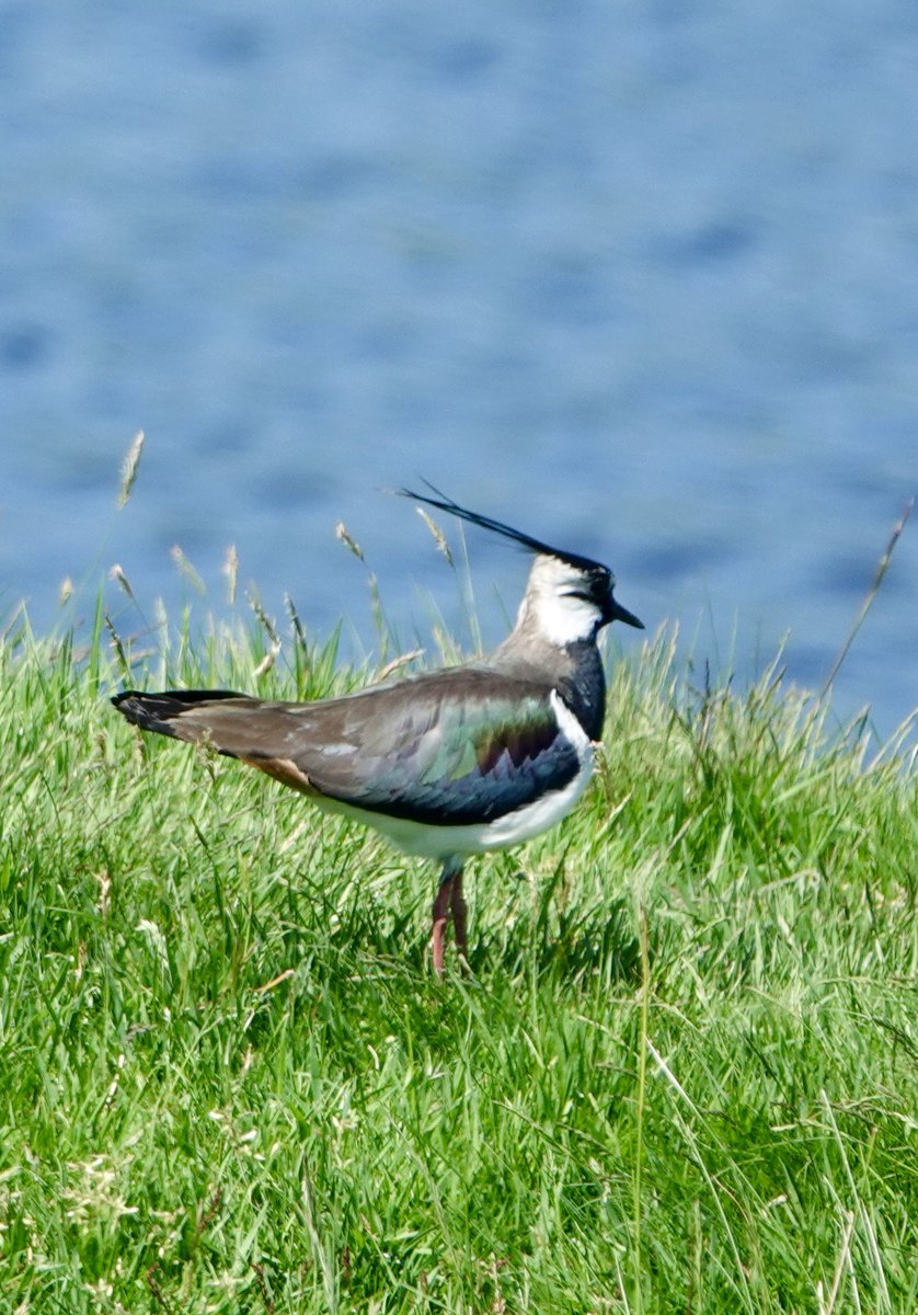 Mark following nature tweet media