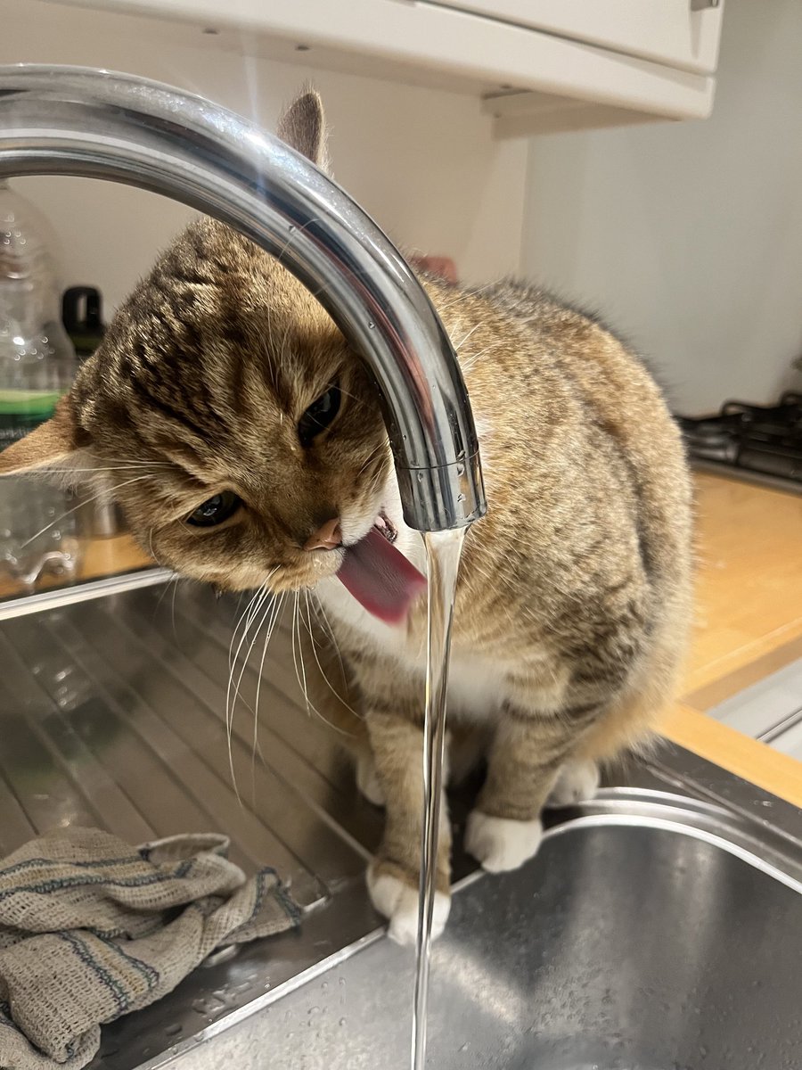 Melee UK Cats
ROUND 33

<= Willoughby (<a href="/DevilishJho/">DevilishJho</a>)
vs
Tofi (<a href="/Marzipann685/">Kat</a>) =>