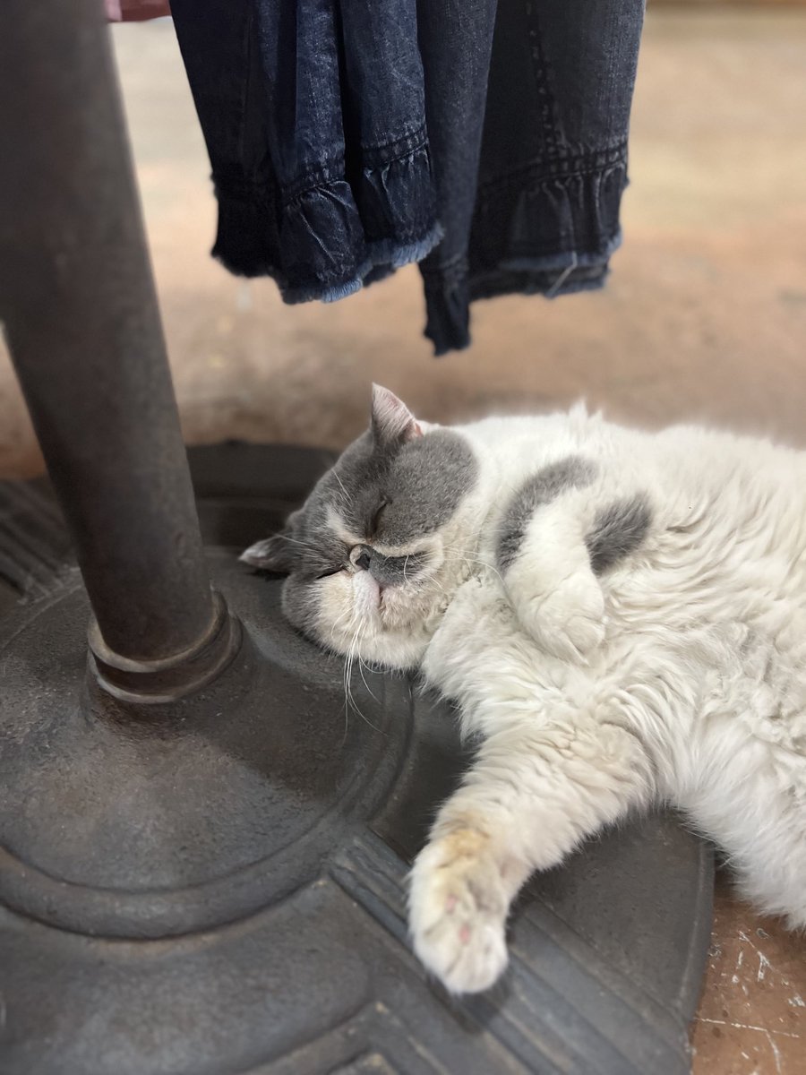 Takin a Sunday catnap in a Western town on a hot day ….#EasySunday
