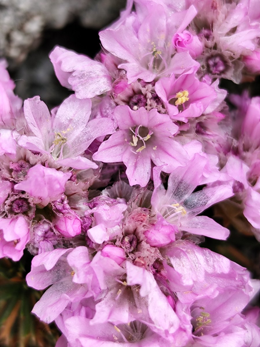 Converdete's tweet photo. Su forma le permite aguantar Las duras condiciones de las cumbres. Las flores rosadas pueden tener distinta intensidad. https://t.co/P3fDaLQqkH