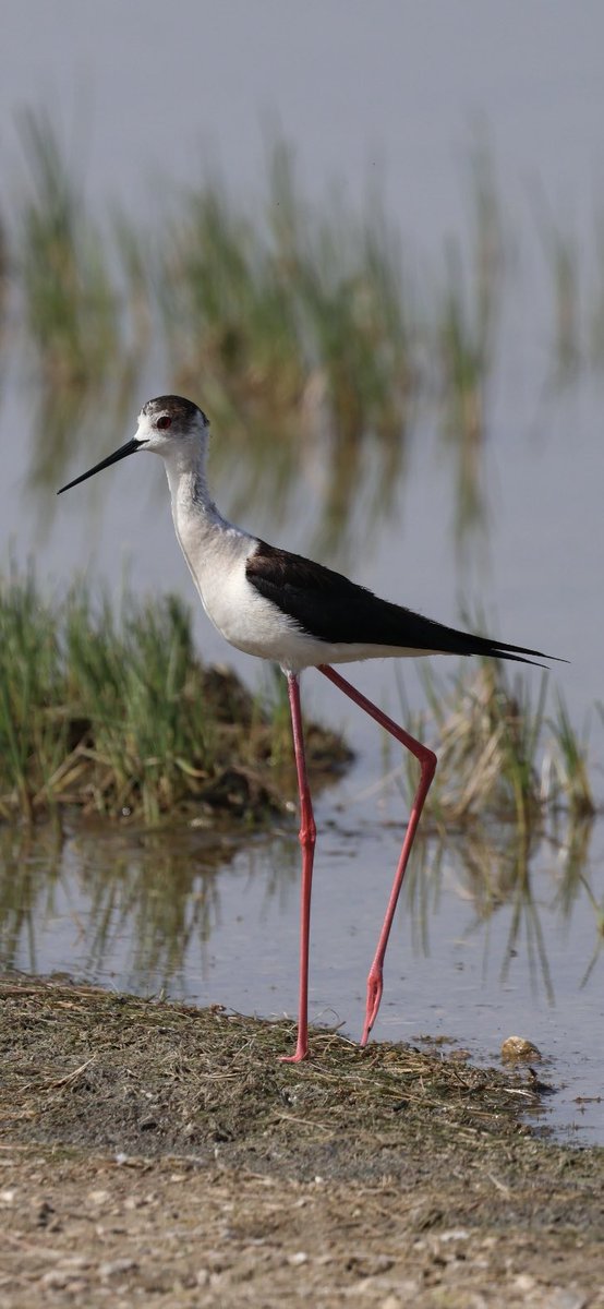 Adının hakkını en çok veren kuş, Uzunbacak.