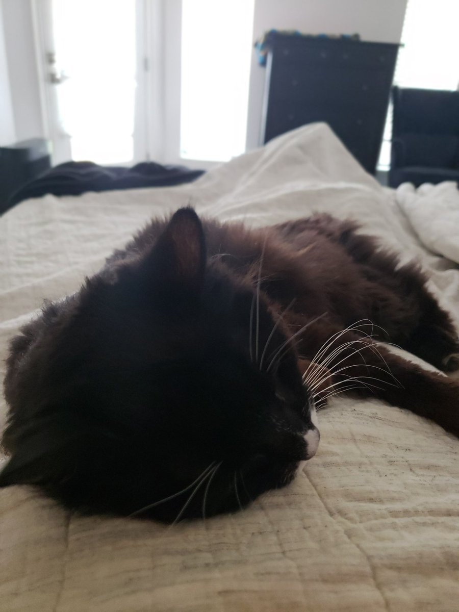 froastar's tweet photo. Sleepy https://t.co/K1oGJ4XEem