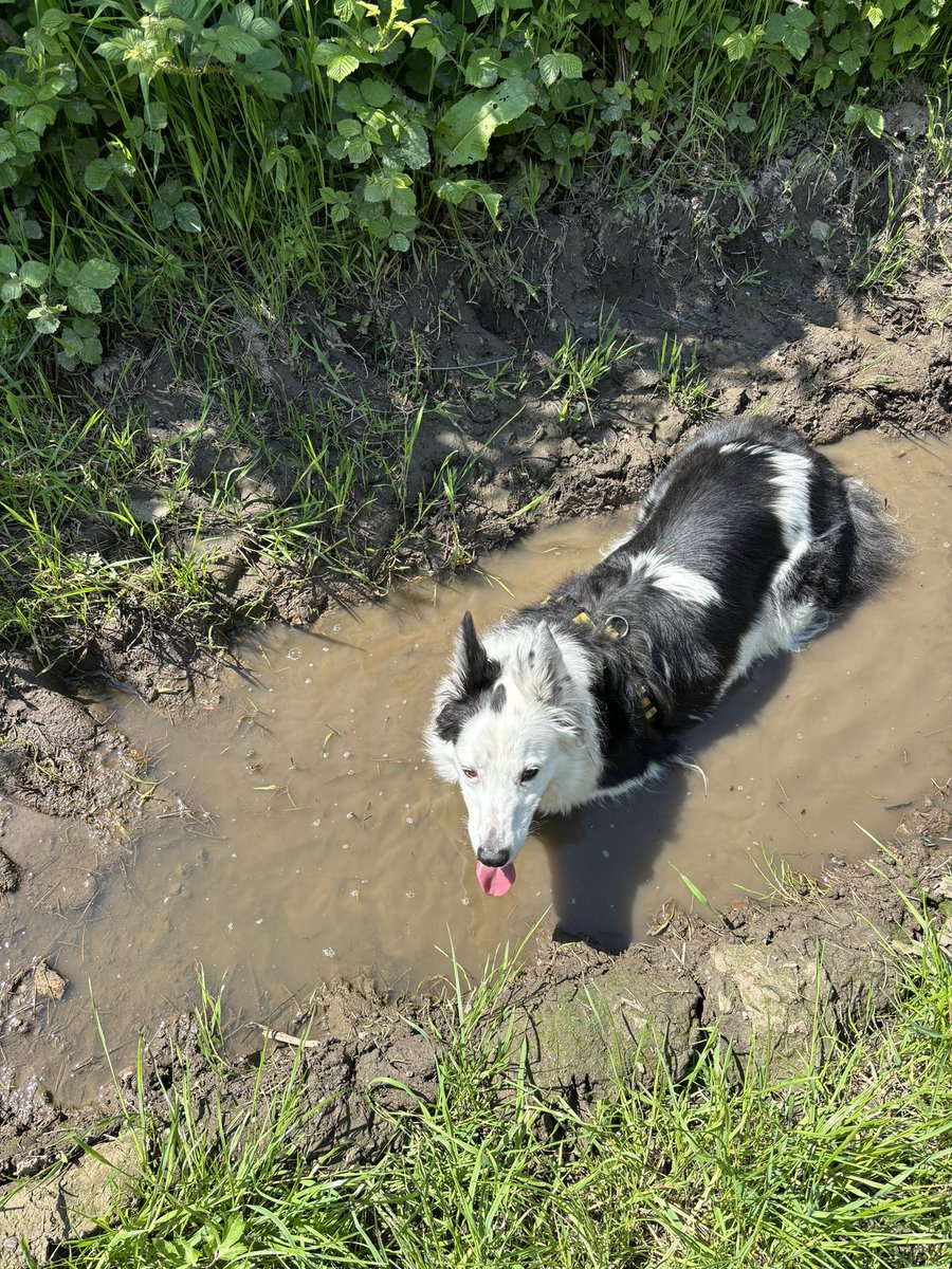 Still not running due to injury so a spot of volunteering as marshal @parkrunUK yesterday and a beautiful walk with the beast this morning in the sunshine - he chose to lie down in his drink to cool off 🤣 #NHS1000miles #RescueDogs #Volunteers
