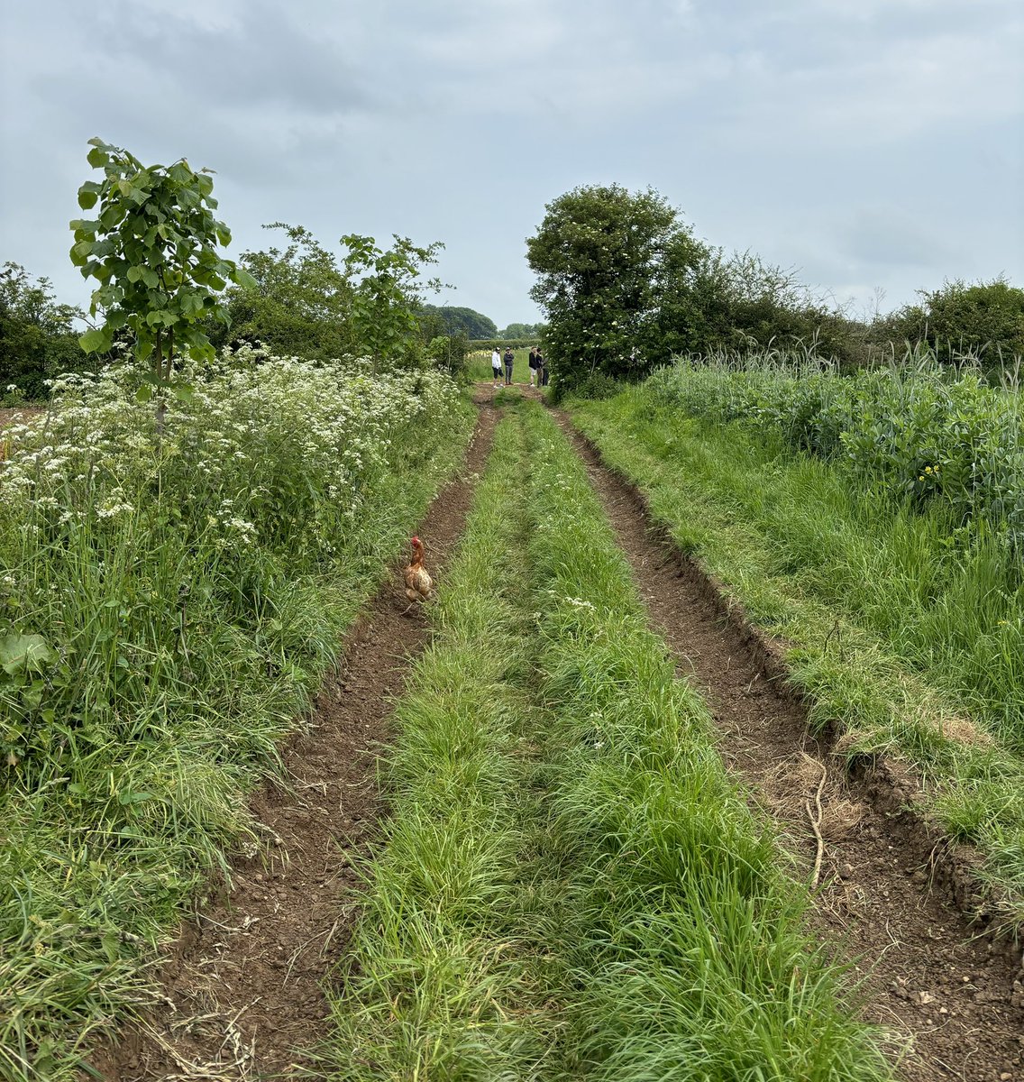 Lindsey MorganLundie tweet media