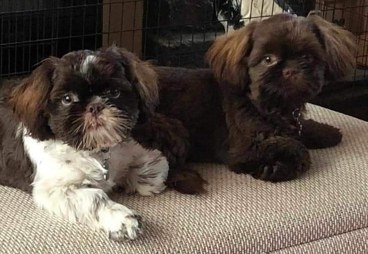 Please give a warm welcome to JoJo and Dolly who have joined the STAR gang this weekend. This brother and sister were very much loved but a very difficult situation has forced this heartbreaking decision. 
#shihtzuactionrescue #rescuedogs #dogrescue #AdoptDontBuy