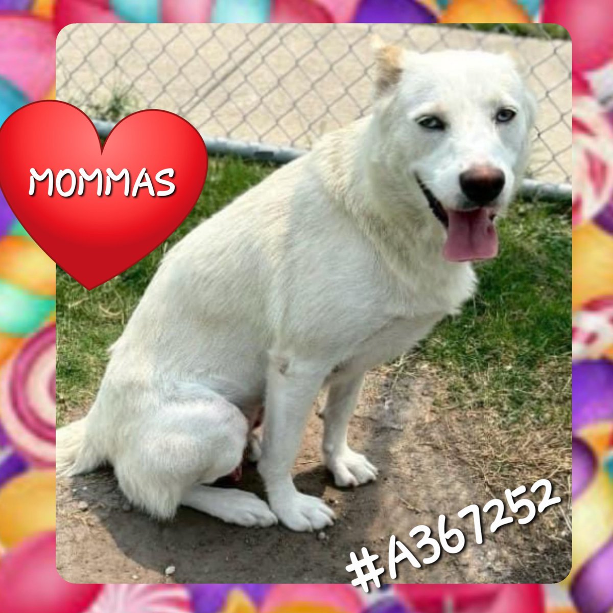 ⏰URGENT These 4 Beauties will die TOMORROW if not ResQ, adopted or fostered🖤😡 Rose #A366978 Norma #A366681 Mami #A367095 Mommas #A367252 ❤️‍🩹Can YOU help? PLEDGE HERE, or Contact CORPUS CHRISTI AC 📧 ccacsrescues@cctexas.com 📞 361-826-4630 to put dibs on YOUR pooch 👇