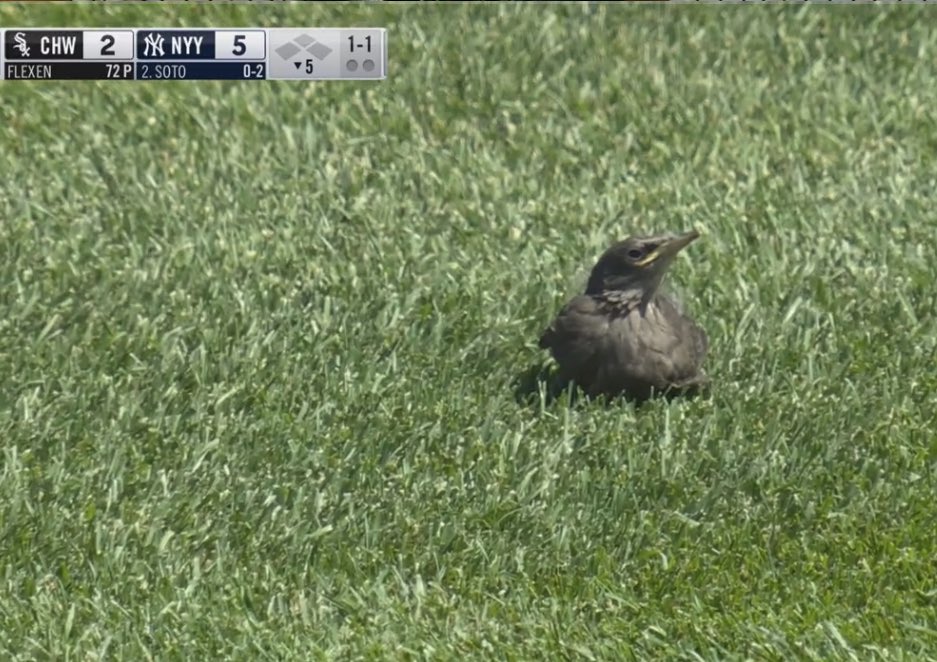 Berti hits a 3-run homier then there’s a birdie on the field??! Illuminati confirmed