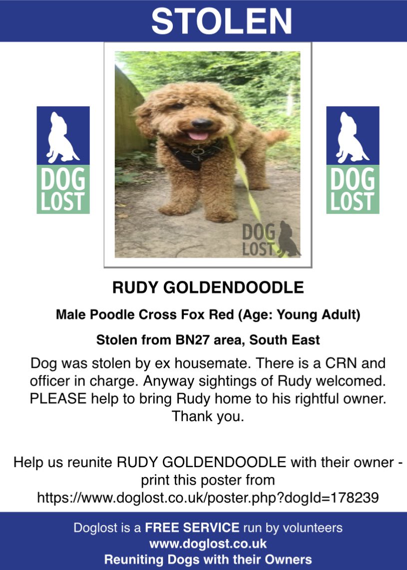 #StolenDogHour RUDY THE #GoldenDoodle WAS TAKEN BY OWNERS HOUSEMATE Male #Poodle cross #Hailsham #EASTSUSSEX #BN27 8/8/22 Could be in #Oxford #Stafford #Bicester OR #Putney areas 🆘 doglost.co.uk/dog-blog.php?d… @HunnyJax @RachaelB100 @ruthwill64 @Gracieglo @JacquiSaid @bs2510