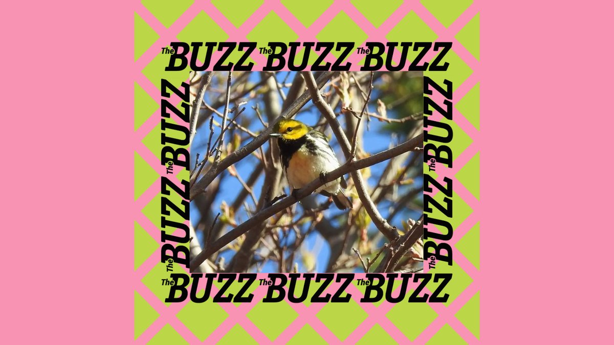 In this month's The Nature of PEI, Gary Schneider shares his love of the warblers of PEI. For the full column, grab your May issue of The Buzz, or go to buzzpei.com/the-warblers-a…