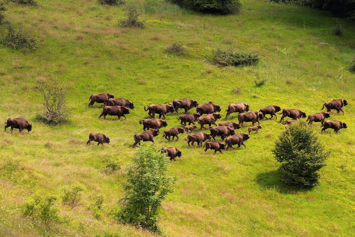 Gone from Romania for 200 years, European bison were recently restored to the southern Carpathians.

A new study finds that, by reshaping the landscape, the bison are locking away thousands of tons of carbon.

Read more @YaleE360: bit.ly/3QM6uTr