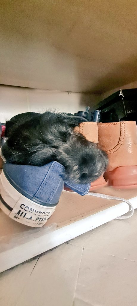 Anyone else's dog sleep amongst shoes, in the wardrobe? 🙄🤣🤦‍♂️😎🐕❤️