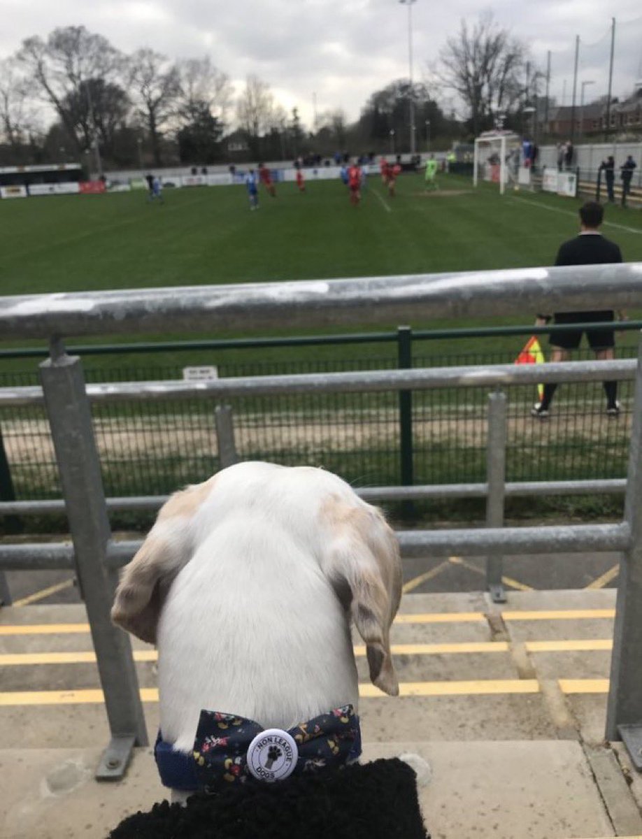 nonleaguedogs tweet media