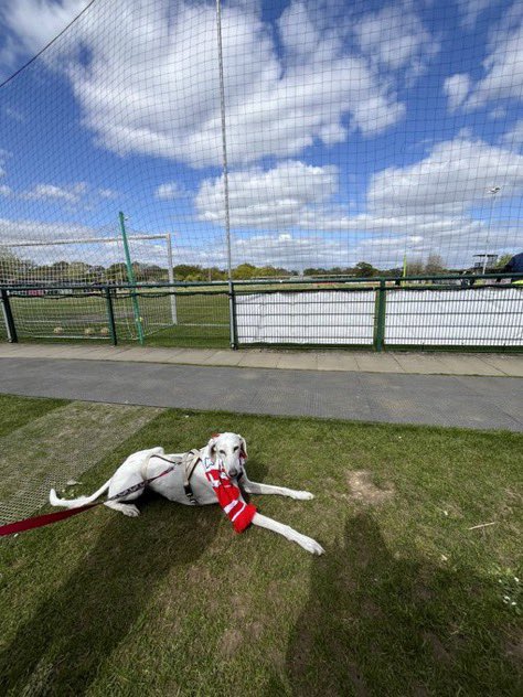 nonleaguedogs tweet media