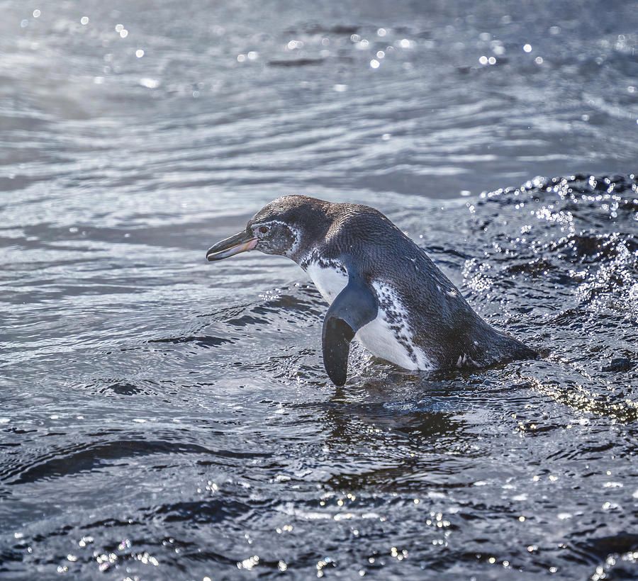 Galapagos Penguin 4! buff.ly/3TRqlkN #galapagos #penguin #bird #wildlife #wildlifephotography #AYearForArt #BuyIntoArt # #giftideas @joancarroll