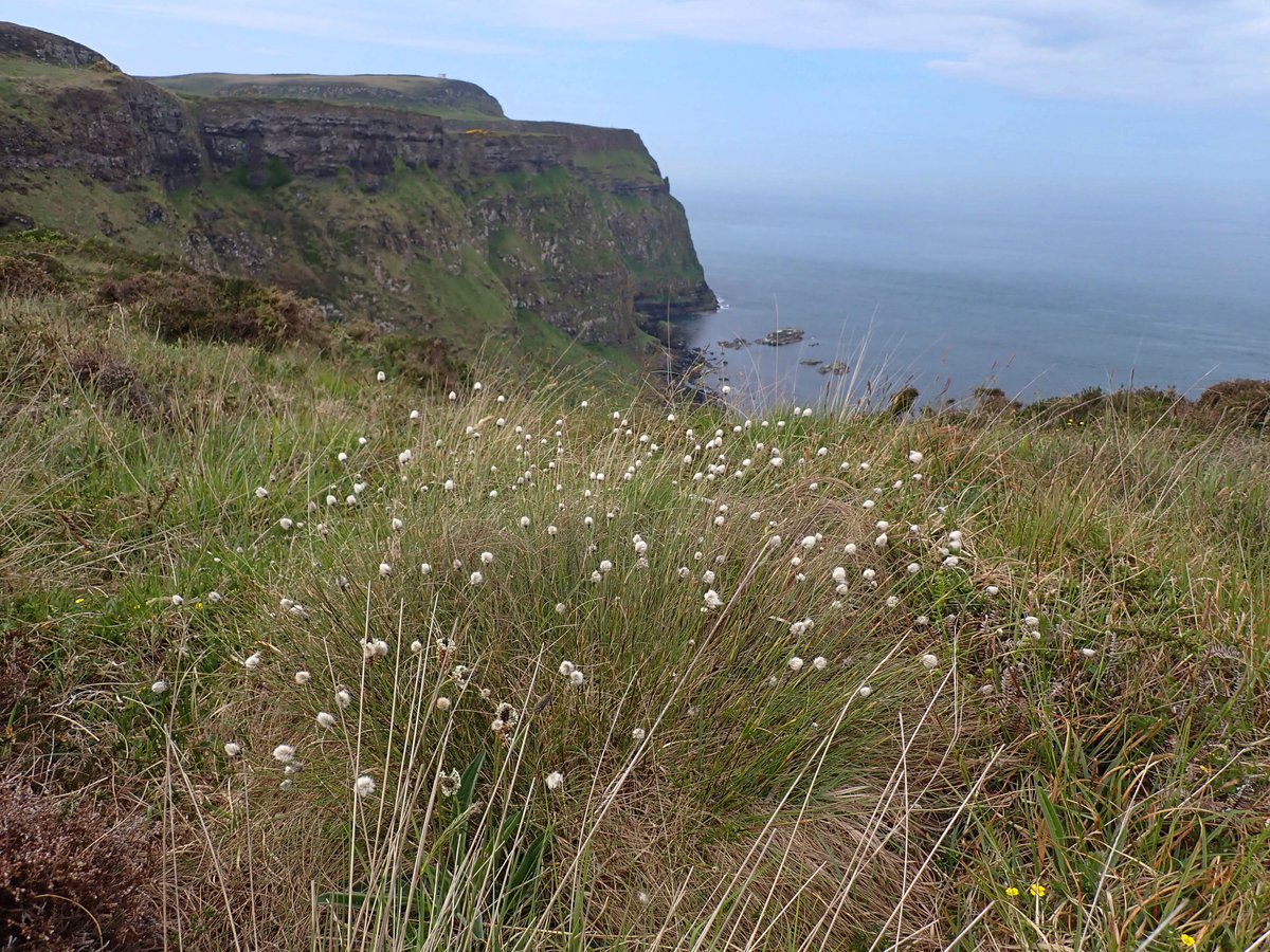 We've only ever found a couple of small clumps of Hare's-tail Cottongrass on Rathlin before, so were thrilled to come across this spectacular big tussock the other day. Spectacular cliff-top location for it too 😎 #wildflowerhour