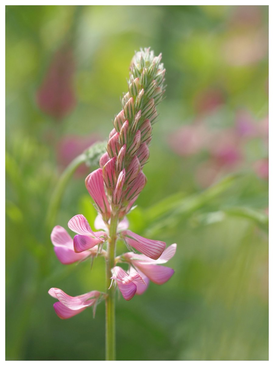 Sainfoin flowering in a field margin in #Ely. #carrotsandpeas #WildflowerHour