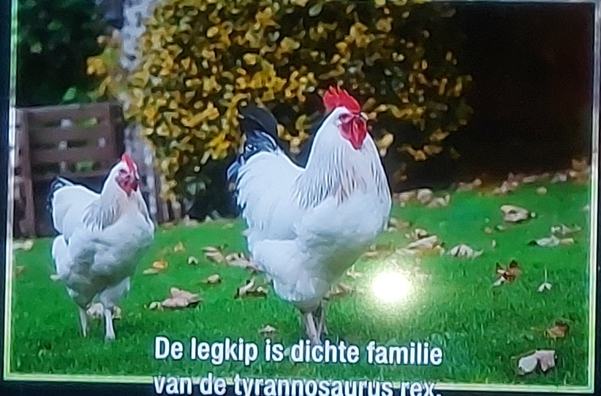 C80814621's tweet photo. #codevancoppens is weer geweldig. Blijft een superleuk programma om te kijken! #CodevanCoppens #sbs6 @SBS6 #onweer #fctwente #viaplay #Formatieakkoord #Pinksterdag https://t.co/2hsYUHx8Iu