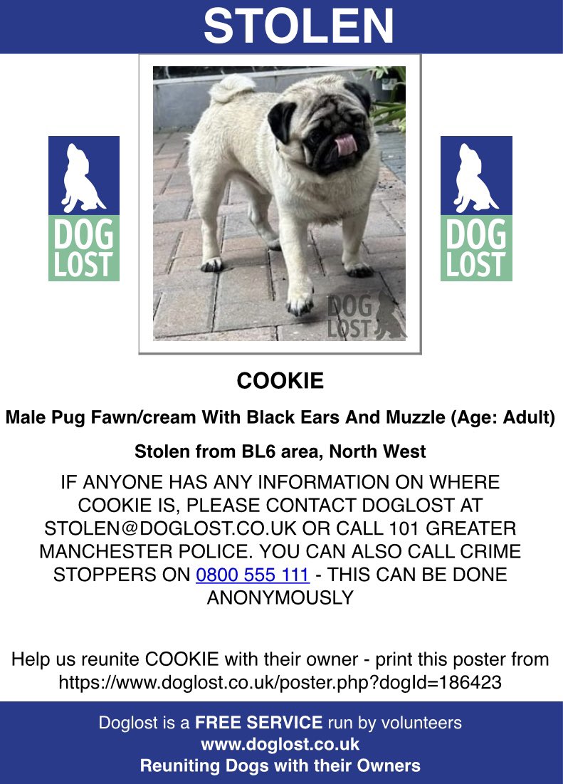 #StolenDogHour COOKIE Male/adult #Pug Fawn/cream with black ears and muzzle STOLEN 14/8/23 Off Scott Lane, BLACKROD (fields behind Shoemaker Fold Farm/A6 ) #BL6 NORTH WEST #GreaterManchesterPolice investigating Chipped doglost.co.uk/dog-blog.php?d…