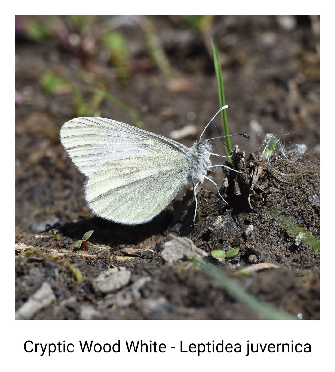 Butterfly List 2024: 🦋 12
Cryptic Wood White - Leptidea juvernica
Craigavon revisit, N.I. UK 19/05/24
Short 30 min stop in sunnier conditions resulted in 10+ seen.
Phone edit. PC edit of this & other images when home.
@savebutterflies @ukbutterflies @BCNI_ @UlsterWildlife