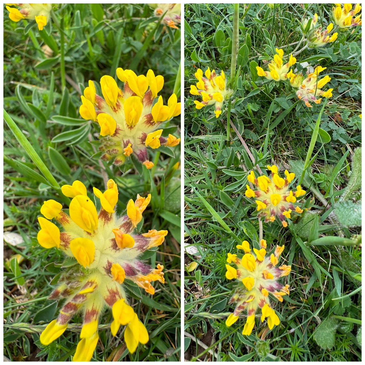 Kidney vetch (Anthyllis vulneraria) #lancashire #carrotsandpeas #lancashire #wildflowerhour @BSBIbotany⁩