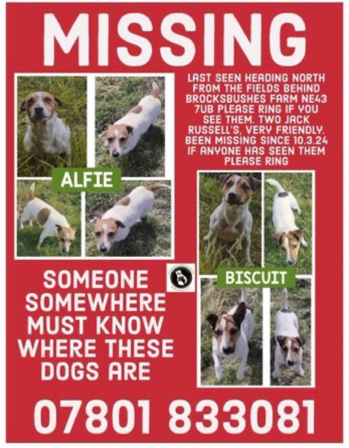 Please RT #stolendoghour
Alfie & Biscuit vanished from their home on 10th March 2024 from fields behind BROCKSBUSHES FARM #Stocksfield #NE43
Two Jack Russell males who have not been seen since 💔😢
Where are they now, do you know? Please help get them home 🙏
#findAlfieandBiscuit