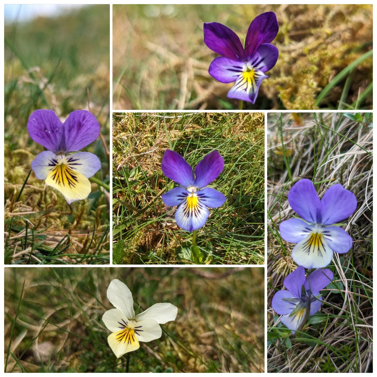 A bit of Mountain Pansy appreciation for this week's #wildflowerhour. So many lovely variations to be seen.