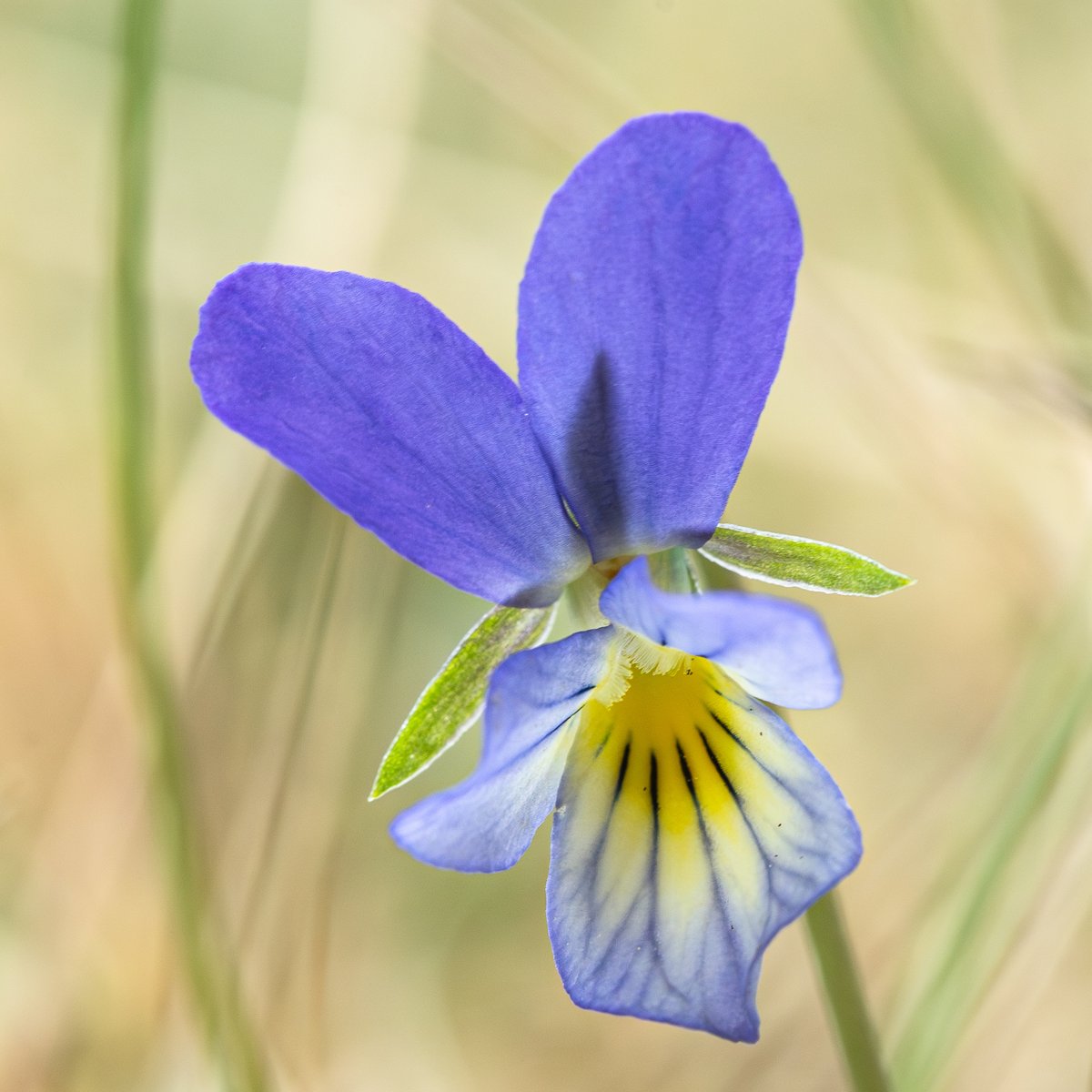 The very beautiful Dune Pansy Viola tricolor subsp. curtisii from the Sefton Coast this week... #wildflowerhour @BSBIbotany