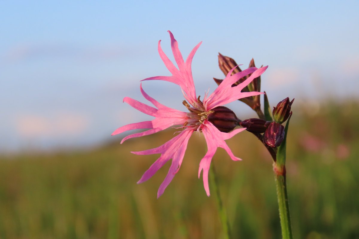 Ragged Robin, a personal favourite for #Wildflowerhour