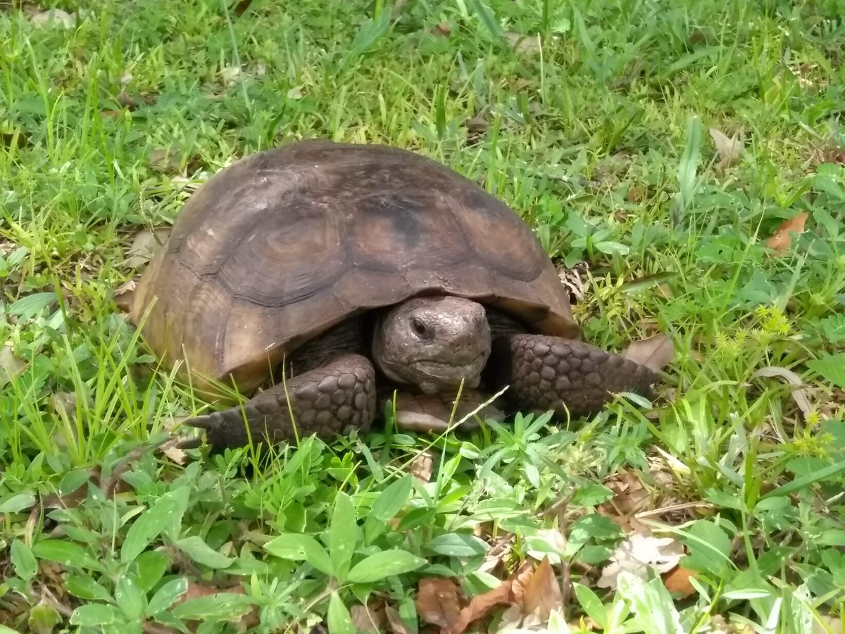 This guy or gal likes to visit quite often. I believe he's a Gopher Tortoise. 
What should I name him or her?