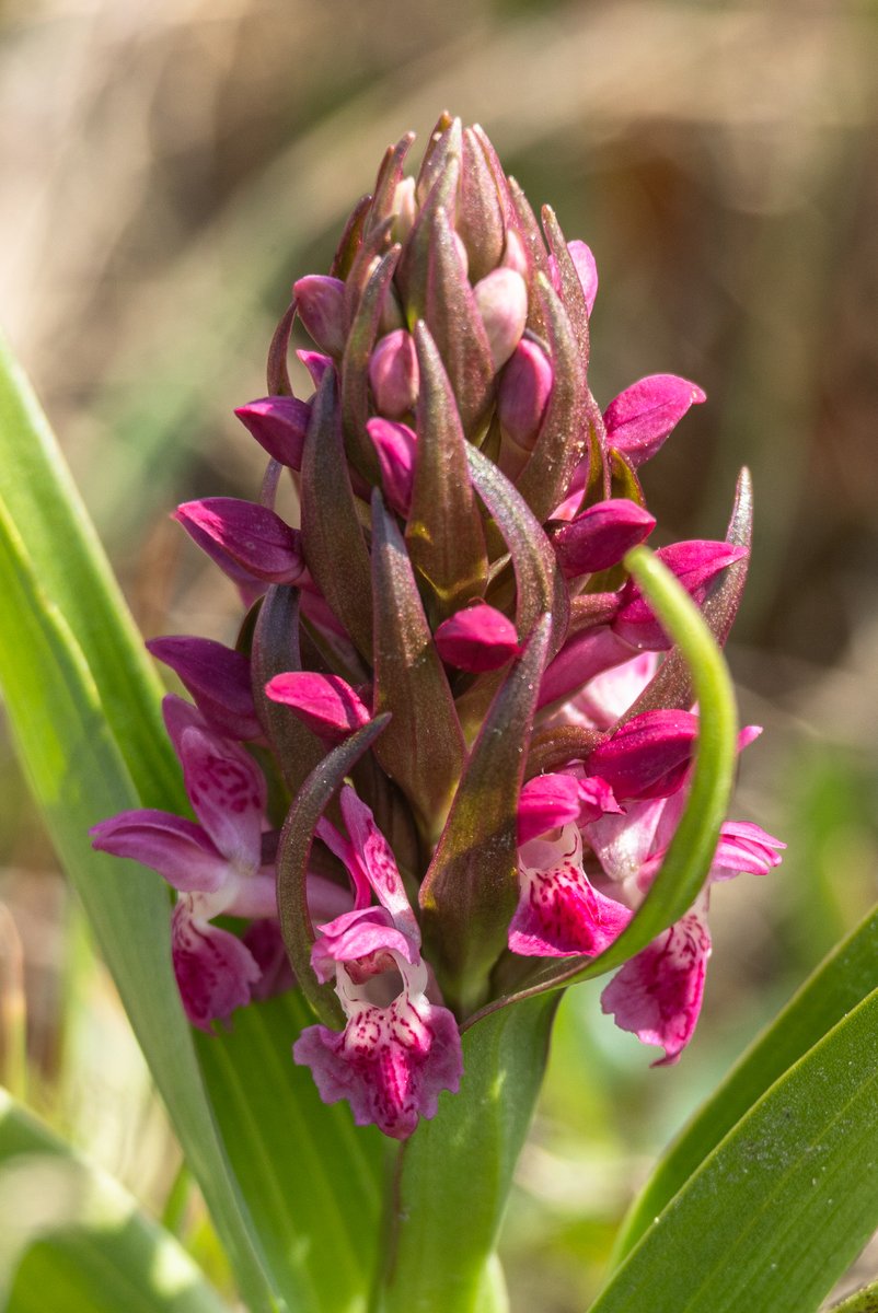 An Early Marsh-orchid from the edge of a dune slack on the Sefton Coast. The small size and intense red colour is characteristic of Dactylorhiza incarnata subsp. coccinea, but other individuals were closer to subsp. incarnata...lots of puzzling... #wildflowerhour @BSBIbotany