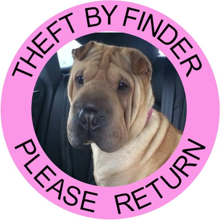 Nala is presumed #stolen 

A victim of #theftbyfinding 

Missing 17/03/19
DogLost ID 141670
Shar Pei
Spayed
Chipped
Head at knee height 
Unique folds
Fine NOT bushy tail

bringnalahome@gmail.com 

#stolendoghour