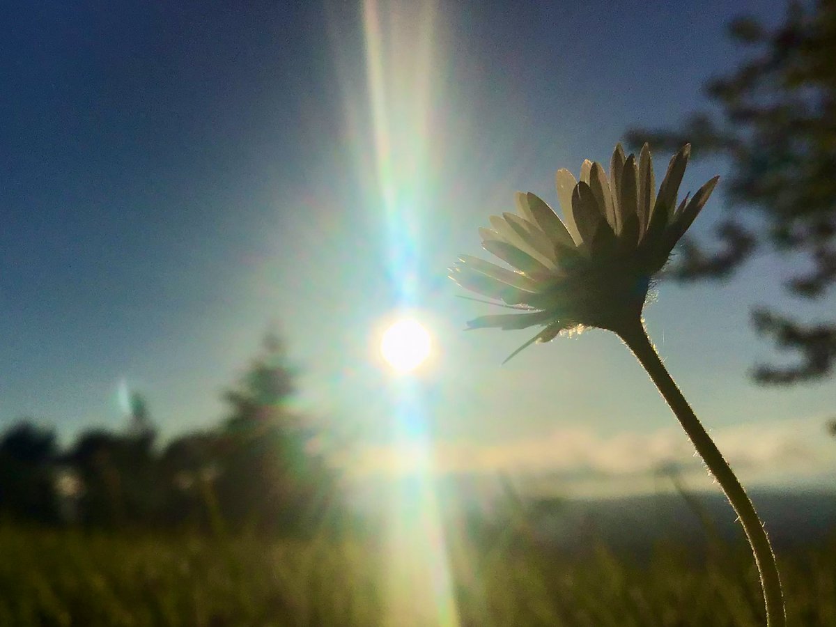 Sunday Evening… it’s 20:15hrs and loving the long sunny days My garden view at the moment - as seen through the eyes of a daisy 🌼🌞 Enjoy the end of your weekend 😊 Inverness #LoveUkWeather #ThePhotoHour #Scotland #longdays
