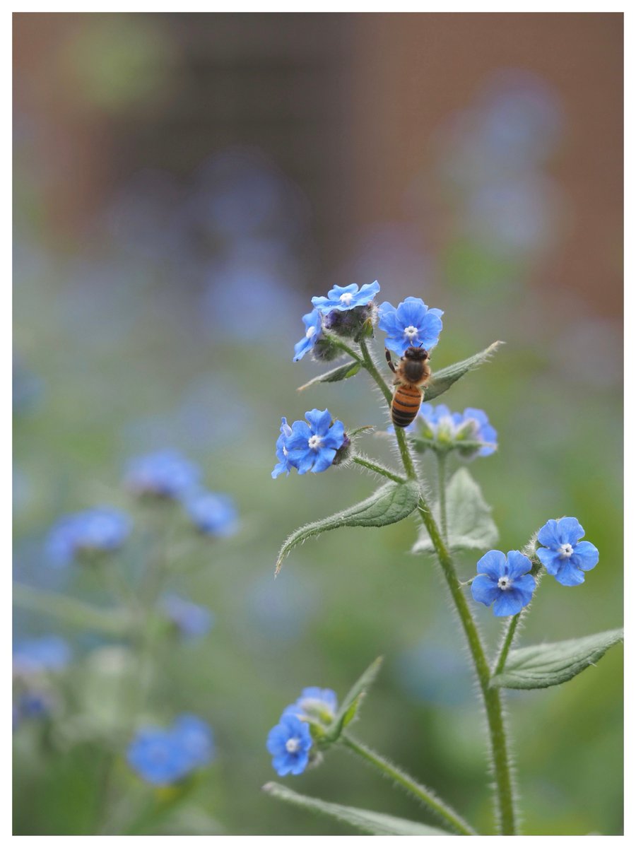 Green alkanet in the South Courtyard at @theUL. #WildflowerHour