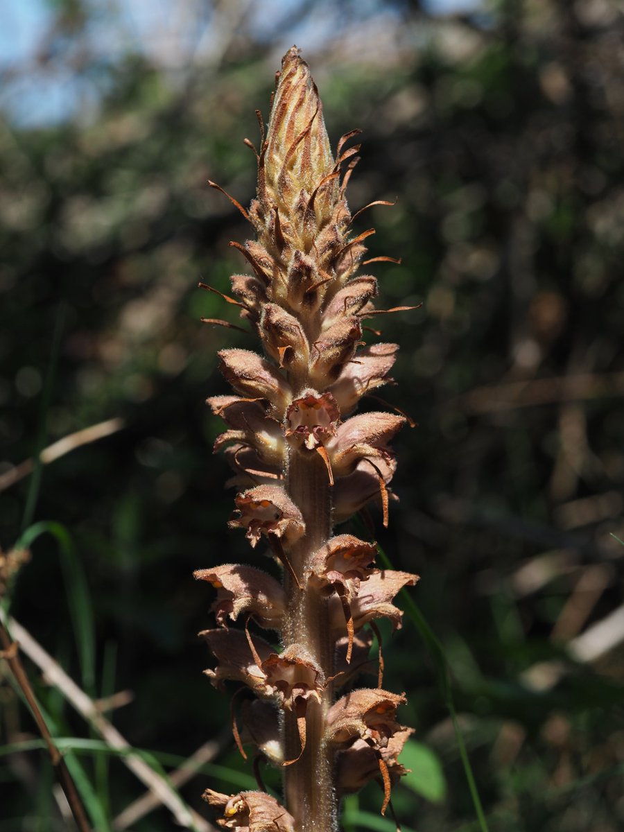 Magnificent Greater Broomrape Orobanche rapum-genistae in the SW New Forest, Hampshire. Hundreds seen lurking in the Gorse. #wildflowerhour @BSBIbotany