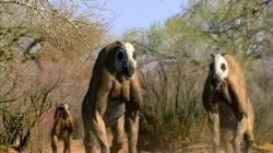 Dino_Tweeter's tweet image. Today’s #Prehistoric Animal of the Day is Chalicotherium!

🕰️ 15 million years ago #Neogene
📏 Upto 9ft high
🌎 Europe, Asia
🎨 Walking With Beasts

#PaleoMedia