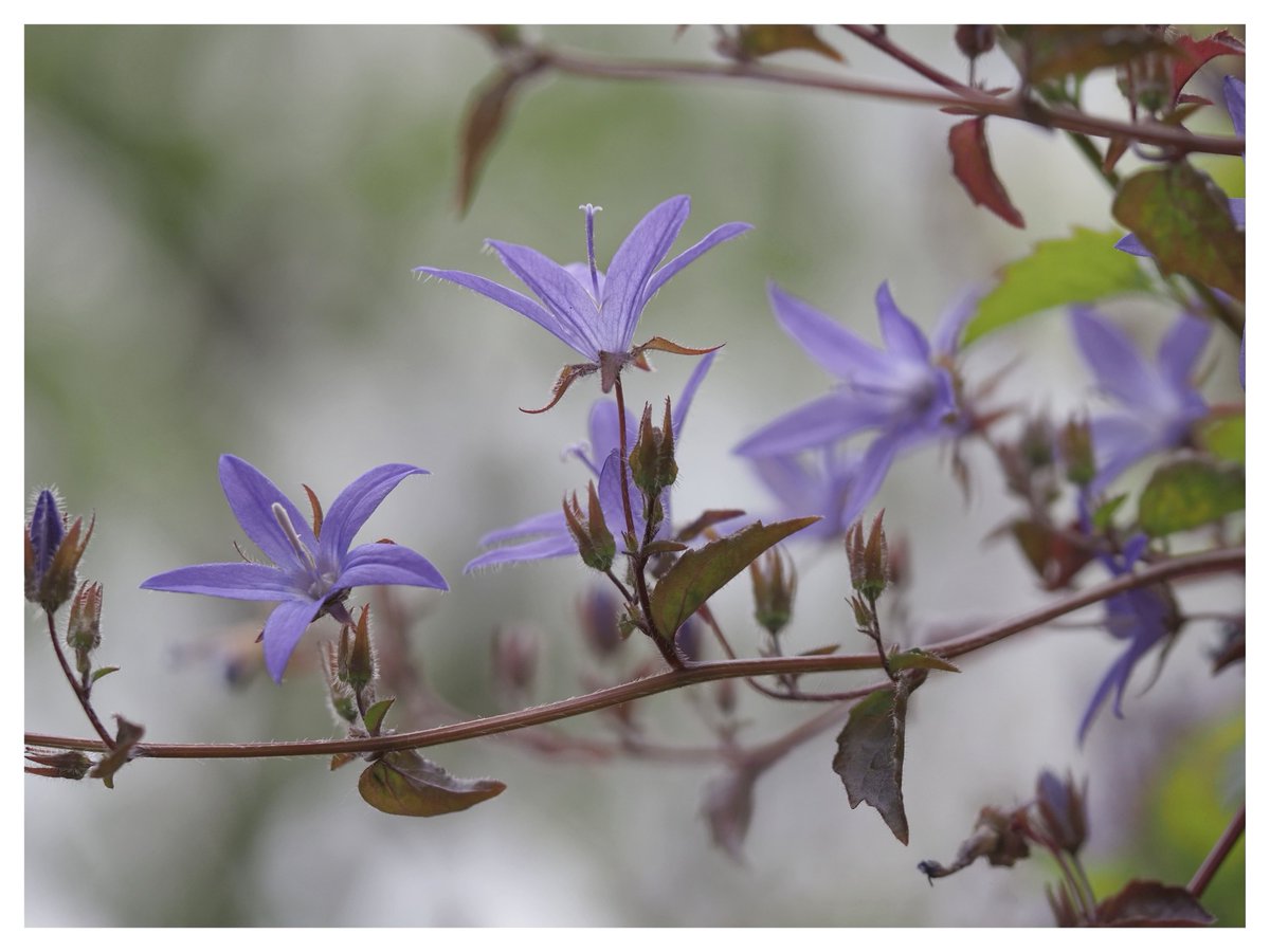 Trailing bellflower. #WildflowerHour