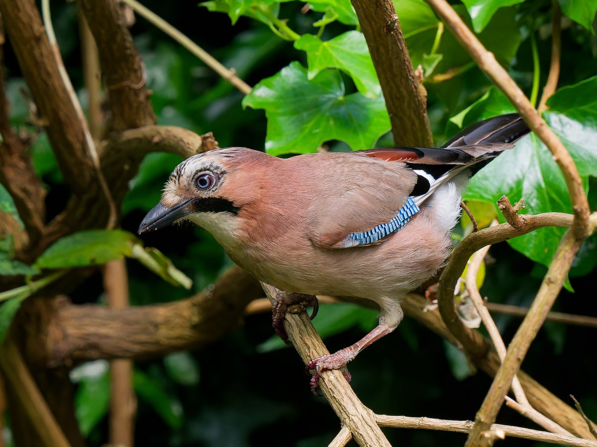 Michael Sanders tweet media