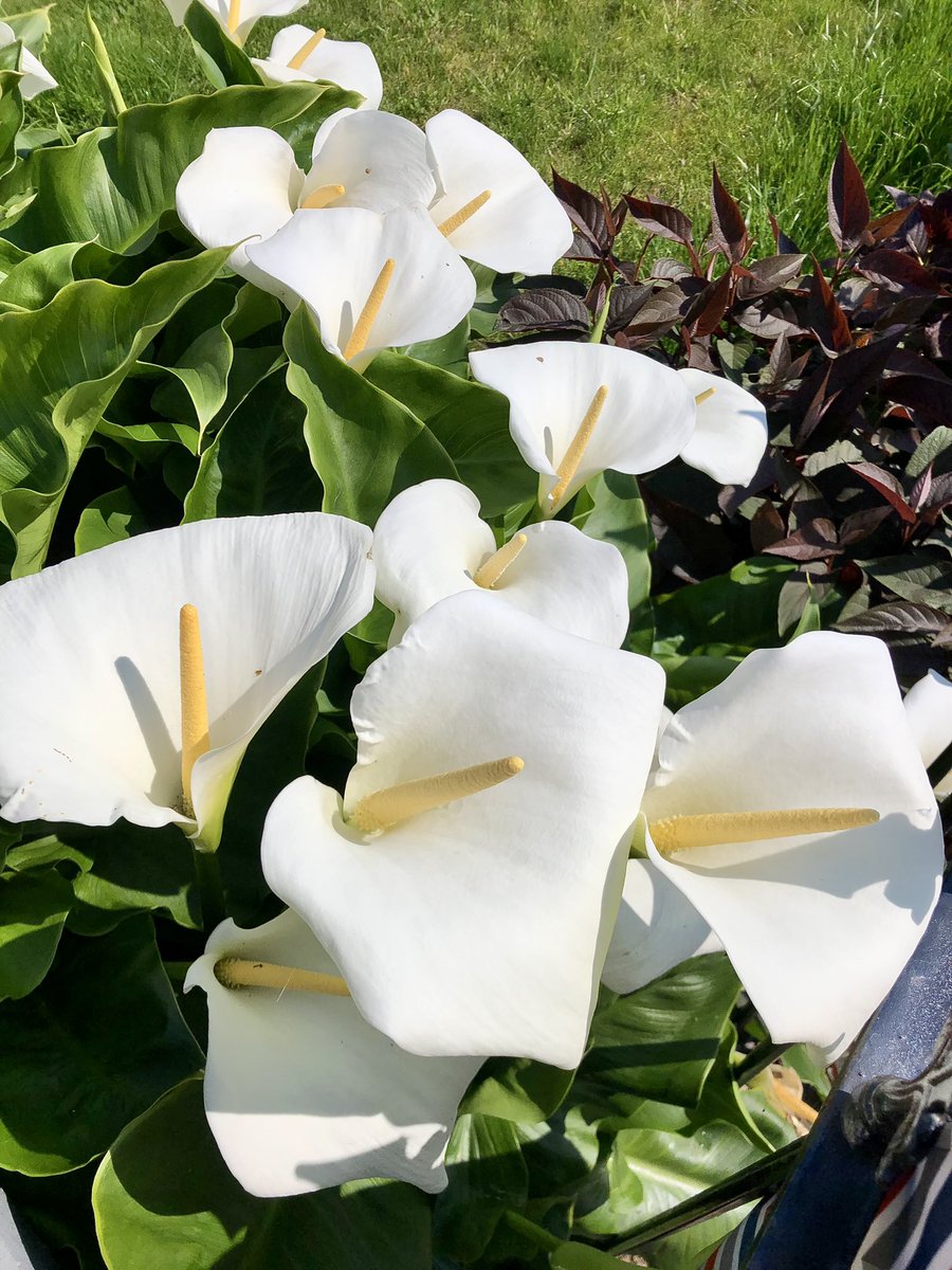 White Arum Lilies, bathing in 
the sunshine! 🔆🤍

I enjoy these for their elegance! 
It’s no surprise they symbolise;
Holiness, along with purity, 
faithfulness & the restored innocence 
of the soul . . .🤍🌼🌱

📸 Me